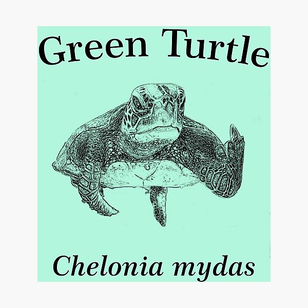 Green Turtle Photographic Print