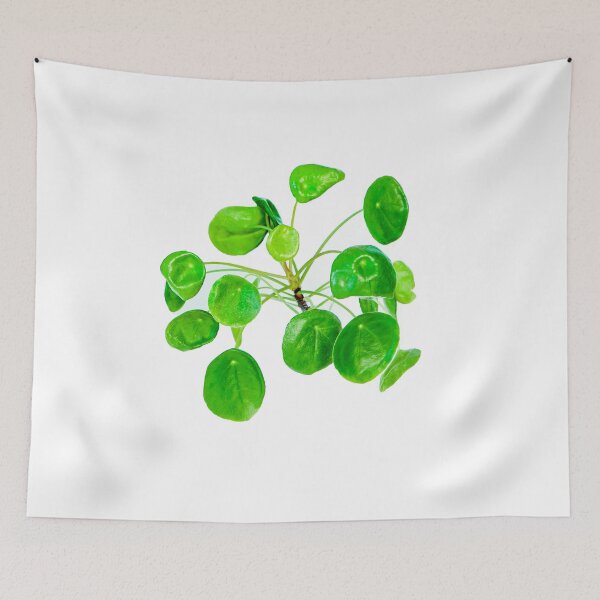 Item preview, Pilea baby! Pileapilea peperomioides or Chinese money or UFO plant on white designed and sold by HTPOP.