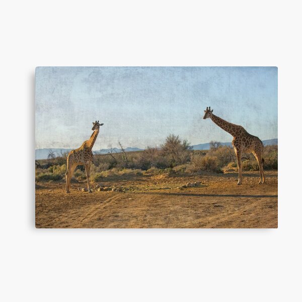 Two giraffes in South Africa Canvas Print