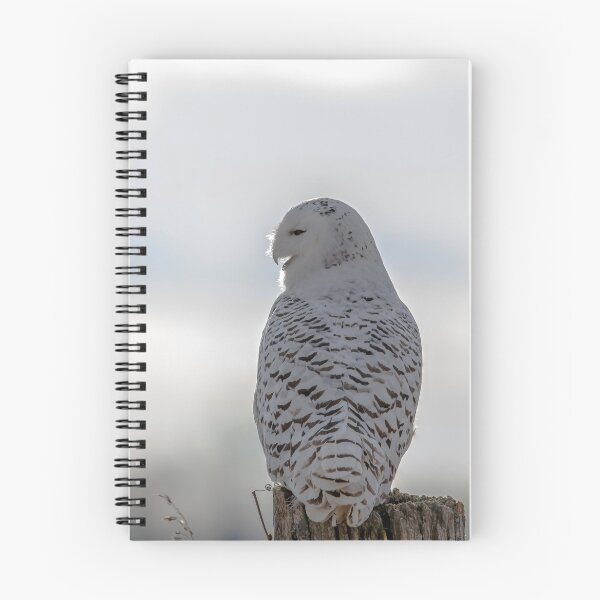 Item preview, Snowy Owl Back Lit designed and sold by KennyBImages899.