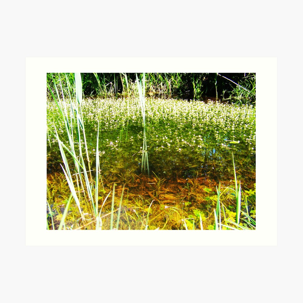Life Under Water Art Print