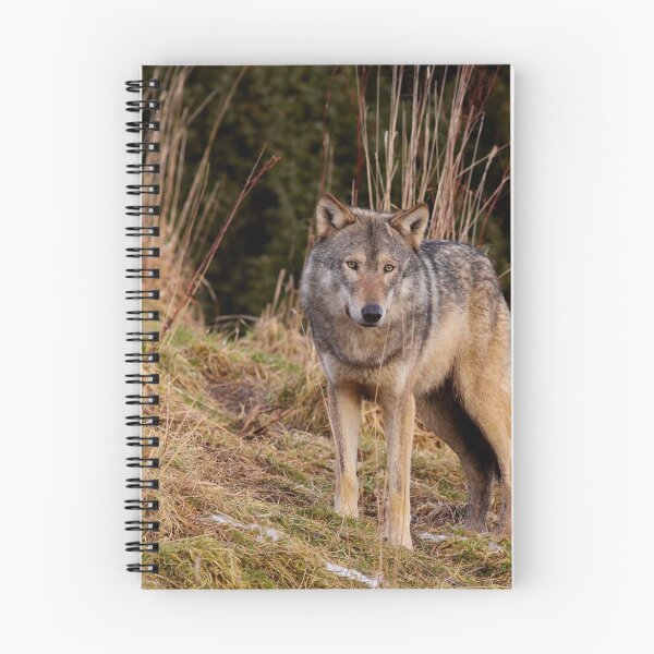 Item preview, Two Wolves designed and sold by Jenny Hibbert.
