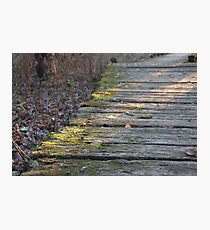 Mossy Boardwalk at Sunset Photographic Print