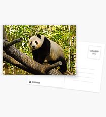 Panda! Postkarten