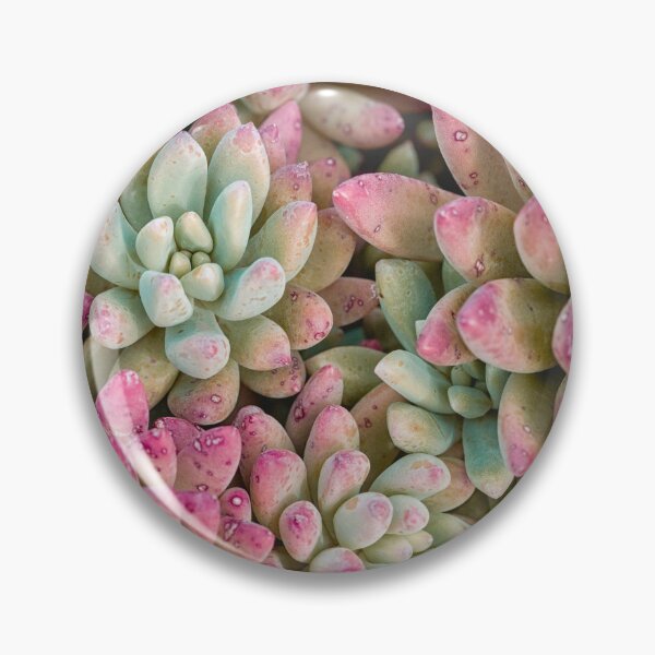 Item preview, Beautiful succulent in color designed and sold by Photopat.