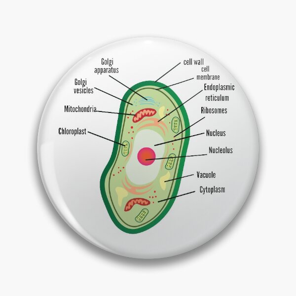 Item preview, poster anatomy of plant cell helpful for education | plant Cell Anatomy poster    designed and sold by KARTICK DUTTA.