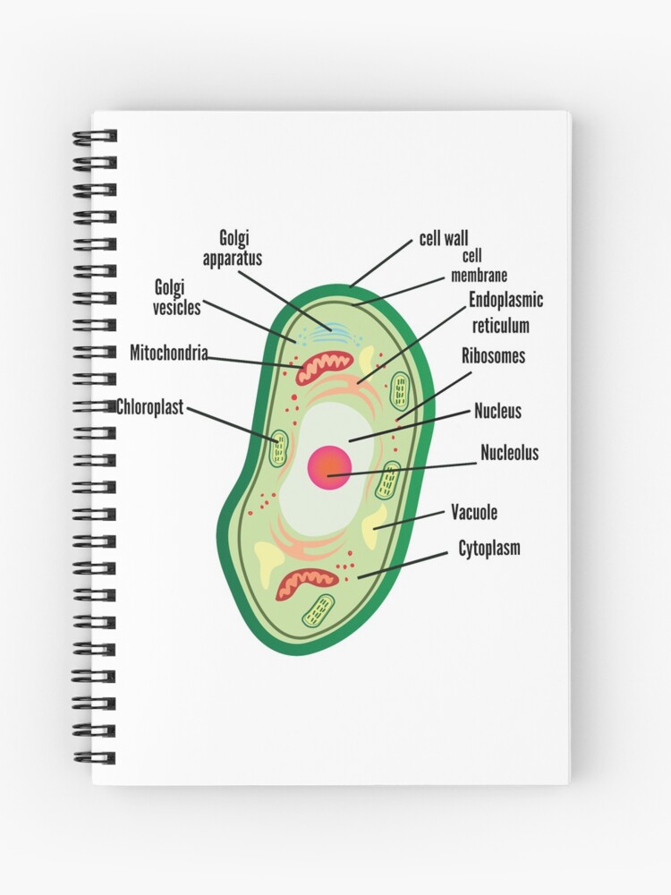 Cuaderno de espiral «póster anatomía de la célula vegetal útil para la  educación | Cartel de anatomía celular de la planta» de kartickdutta101 |  Redbubble