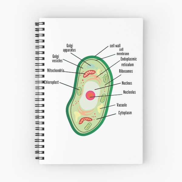Item preview, poster anatomy of plant cell helpful for education | plant Cell Anatomy poster    designed and sold by KARTICK DUTTA.