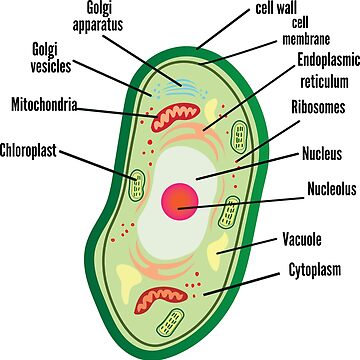 Chromoplast in Pflanzenzelle