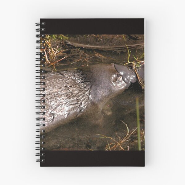 Item preview, Foraging Platypus, Cradle Mountain Road, Tasmania, Australia. designed and sold by kaysharp.