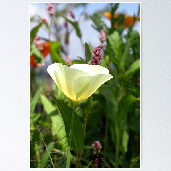 Item preview, White Linen California Poppy designed and sold by Barrie Woodward.