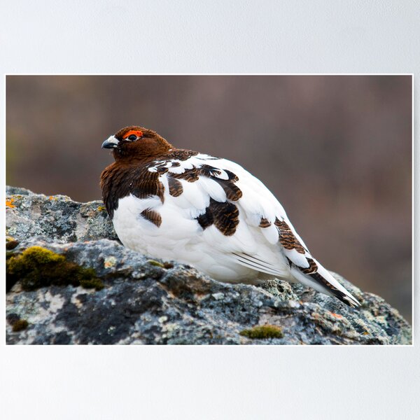 Item preview, Ptarmigan designed and sold by Caren della Cioppa.