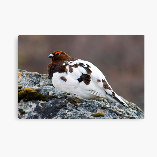 Item preview, Ptarmigan designed and sold by Caren della Cioppa.