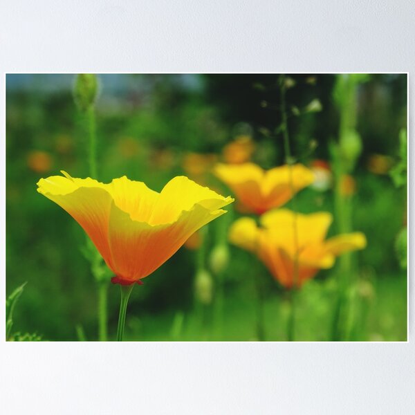 Item preview, Cali Pops designed and sold by Barrie Woodward.