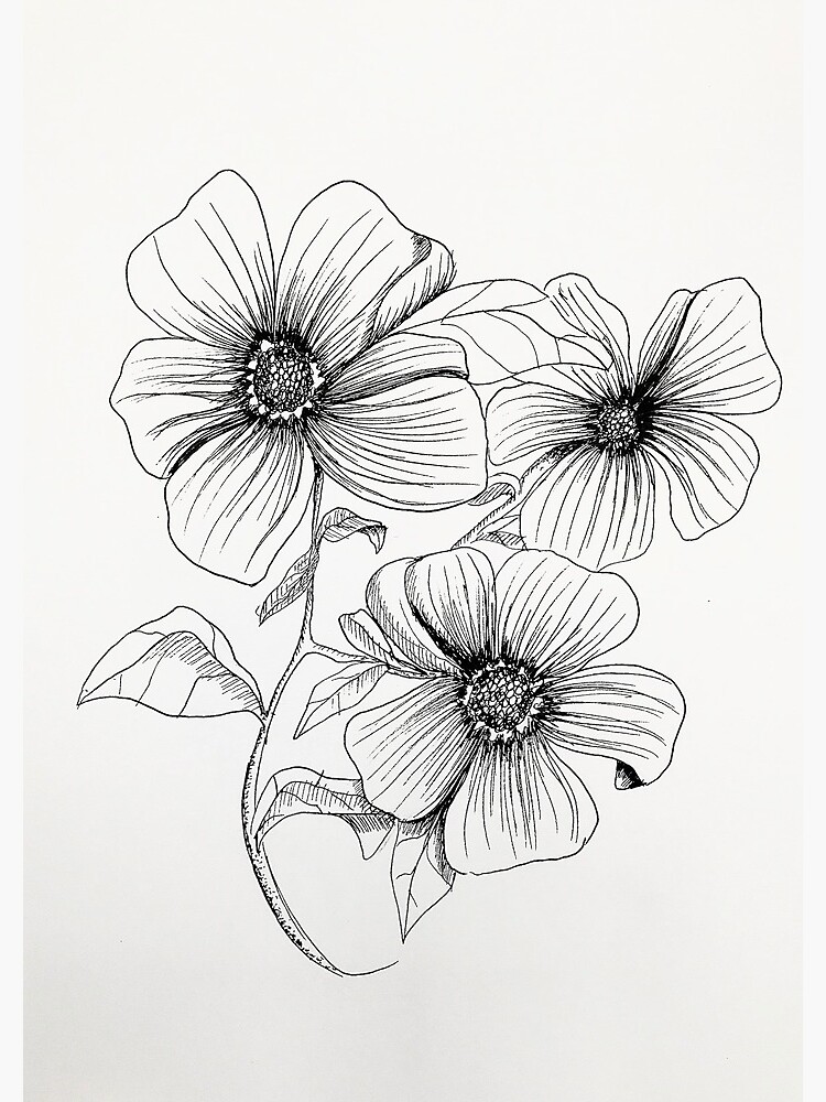 Flower Sketch Vectors | Free Illustrations, Drawings, PNG Clip Art, &  Backgrounds Images - rawpixel