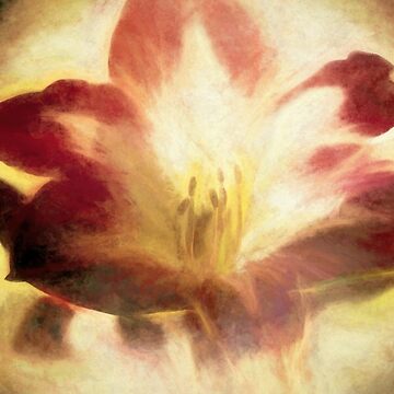 Artwork thumbnail, Amaryllis Abstract by bubred24