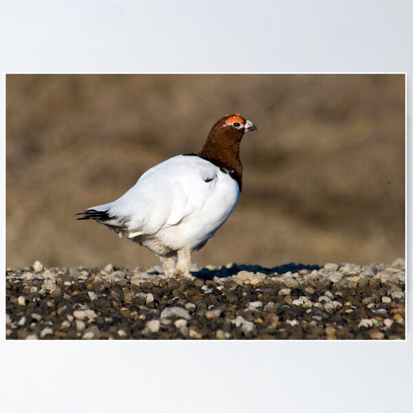 Item preview, Ptarmigan designed and sold by Caren della Cioppa.