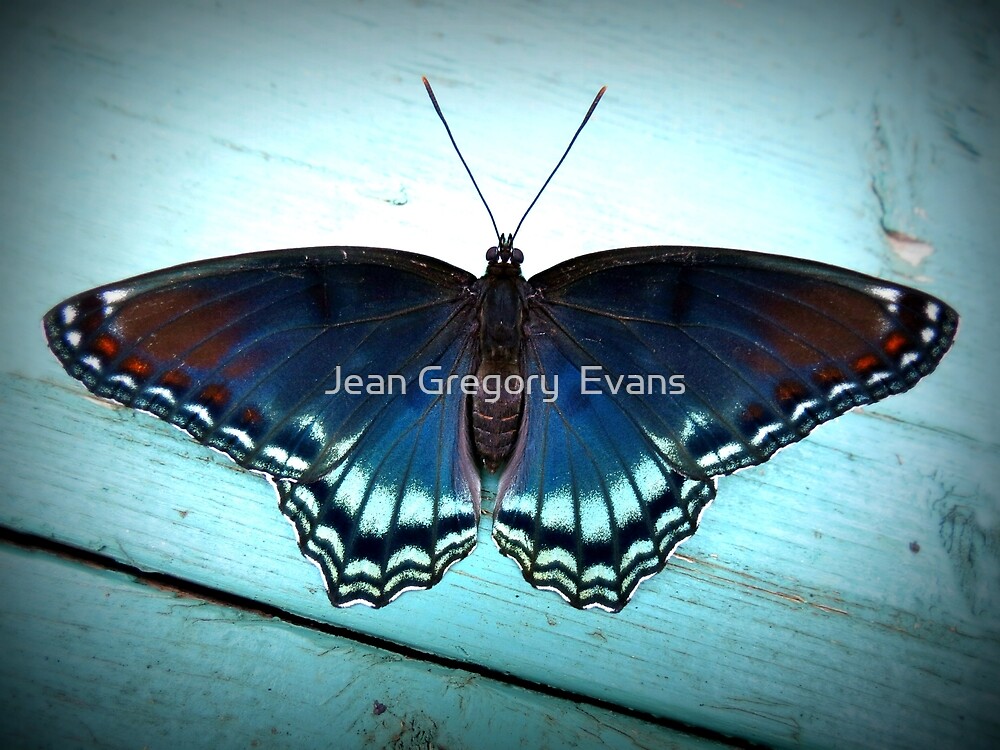 evans blue butterfly
