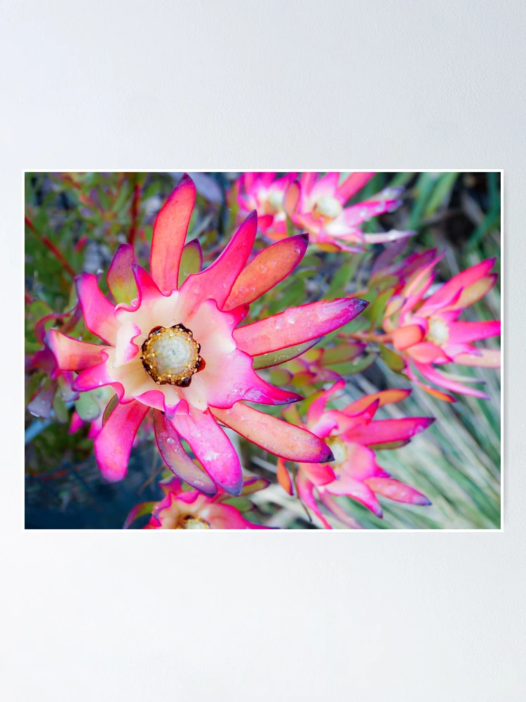 Thumbnail 1 of 3, Poster, Flora designed and sold by dropsofjupiter.