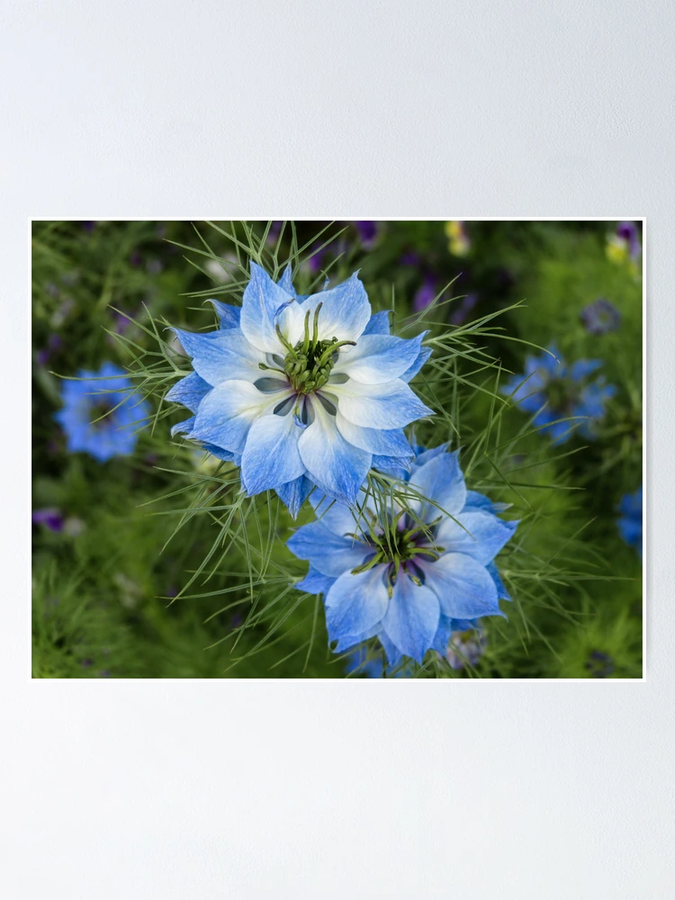 Imagen 1 de 3, Póster con la obra Azul, diseñada y vendida por dropsofjupiter.