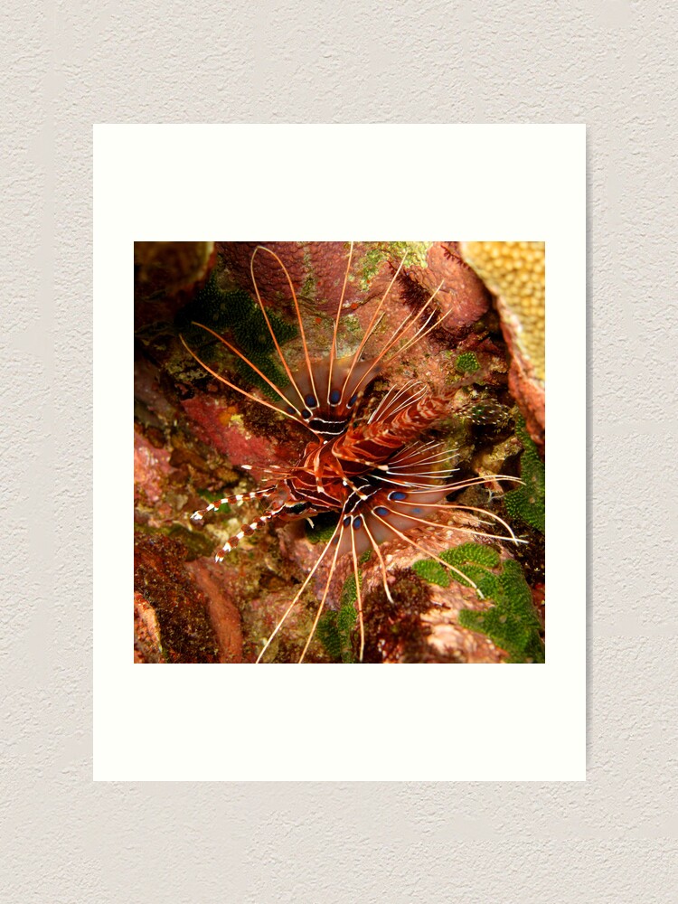 Alternate view of Lionfish at Christmas Bay Art Print