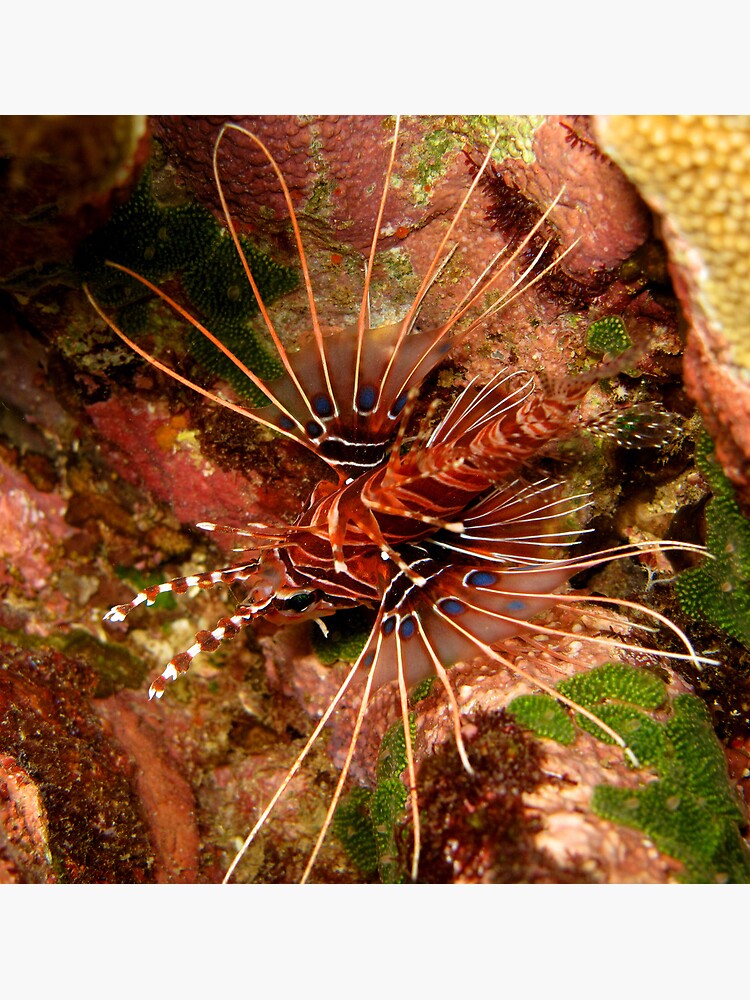 Lionfish at Christmas Bay by neoniphon