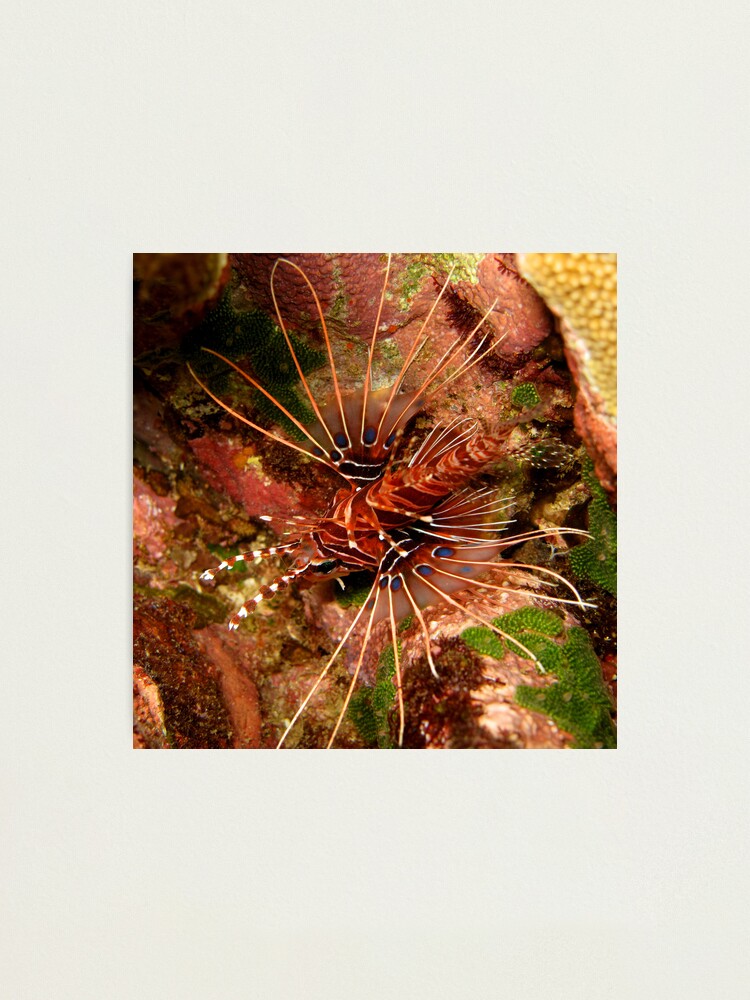 Alternate view of Lionfish at Christmas Bay Photographic Print