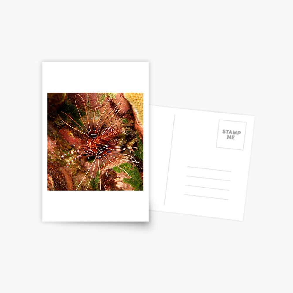 Lionfish at Christmas Bay Postcard