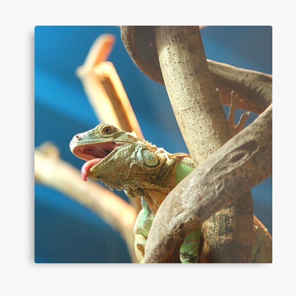 Metal Print