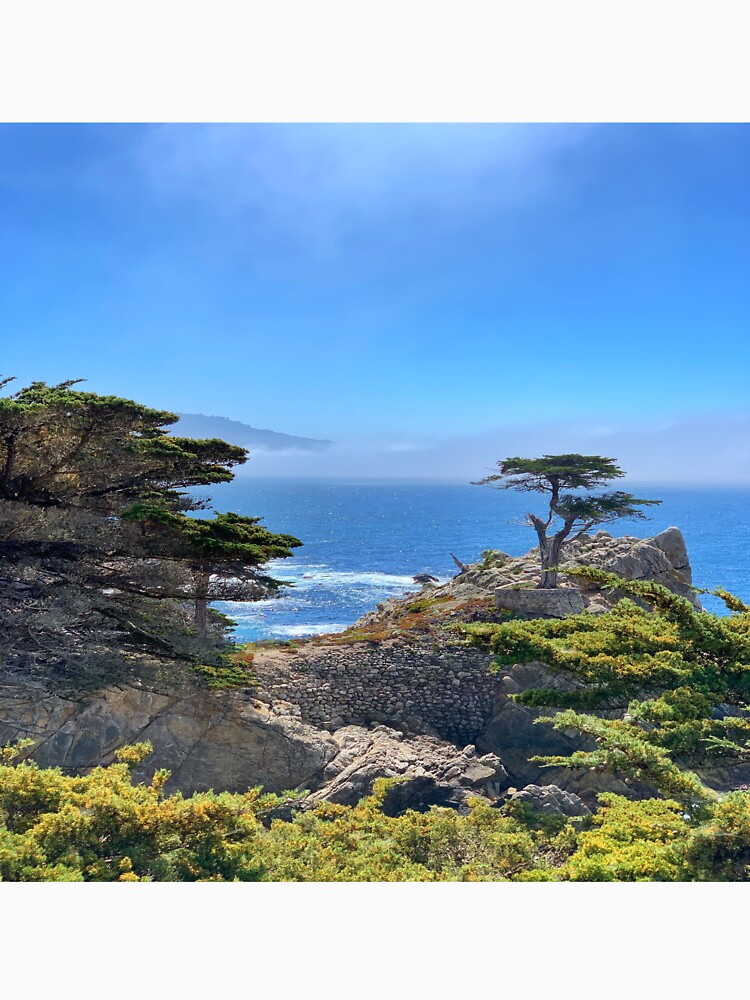 Lone Cypress Print or Canvas Peeble Beach Lone Cypress Tree 