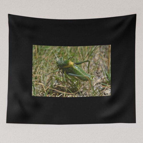 Item preview, Ephippiger in long grass designed and sold by photosforall.