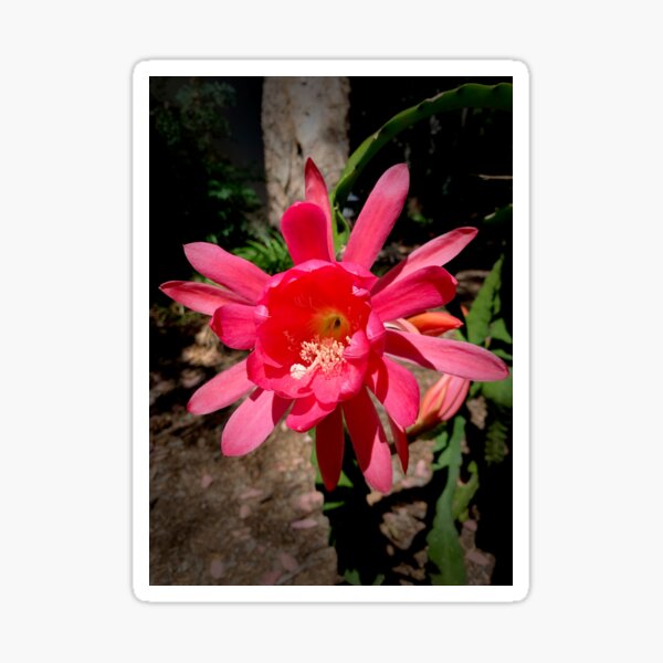 Epiphyllum Red Ultra Fine Glitter