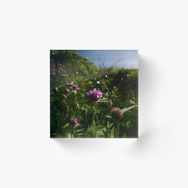 Red Clover (Red Clover) Acrylic Block