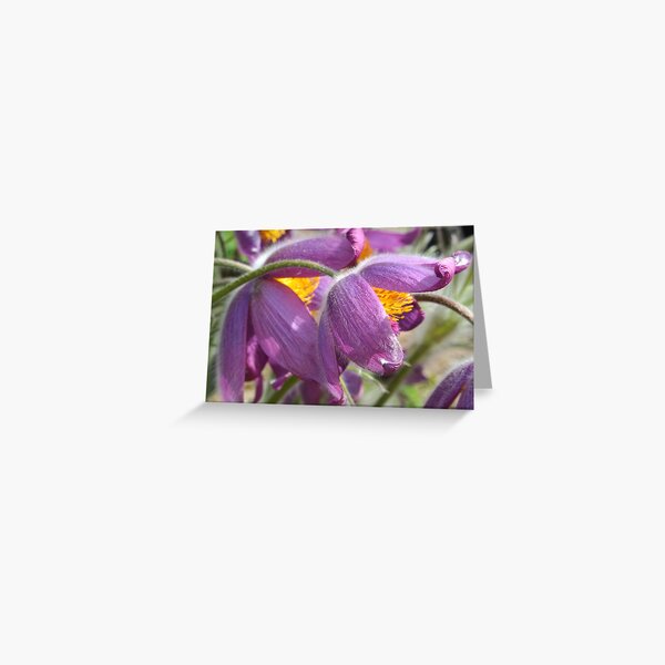 Greeting Card