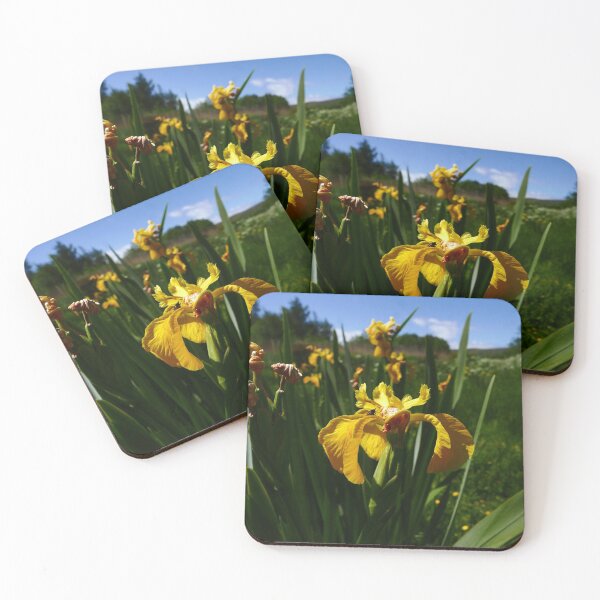 Item preview, Yellow Iris (Iris pseudacorus) designed and sold by IOMWildFlowers.
