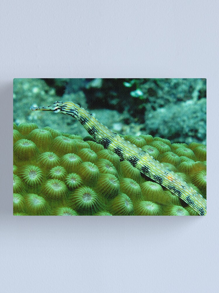 Alternate view of Pipefish on Favid Canvas Print