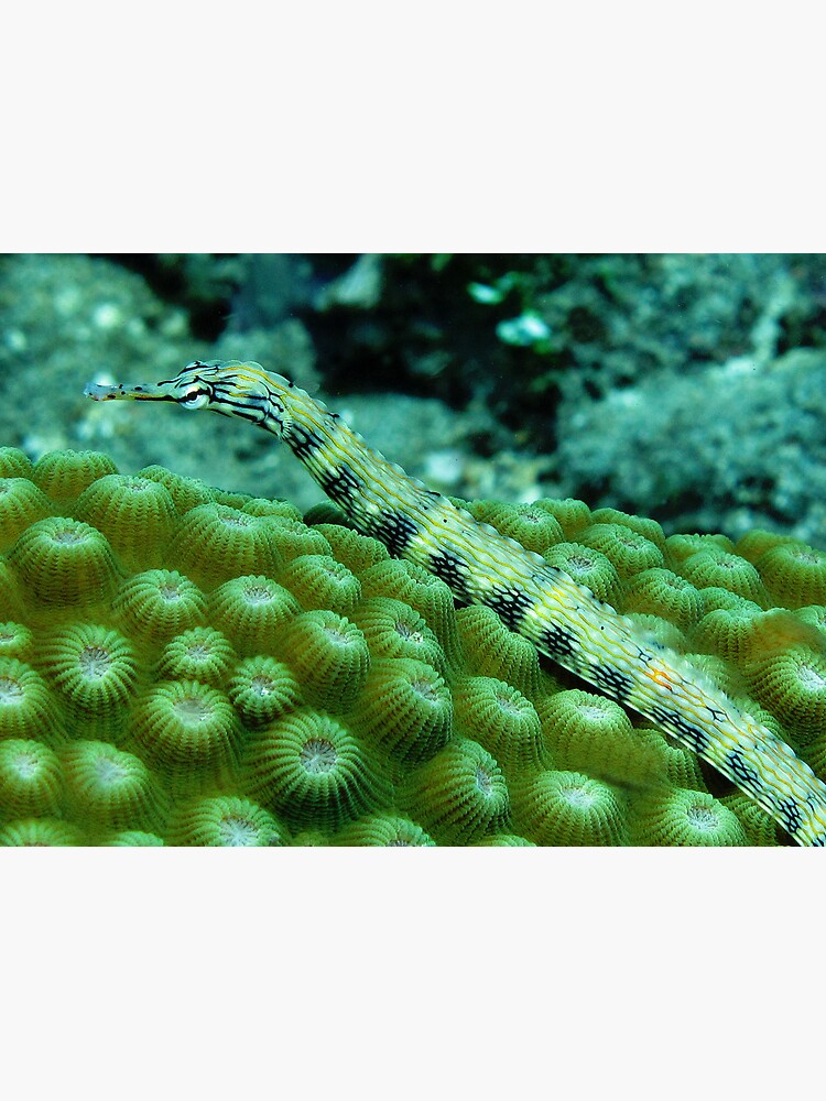 Pipefish on Favid by neoniphon
