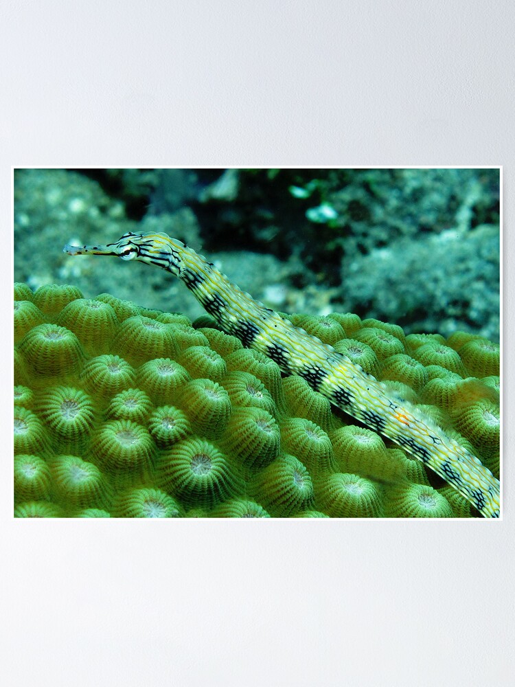 Alternate view of Pipefish on Favid Poster
