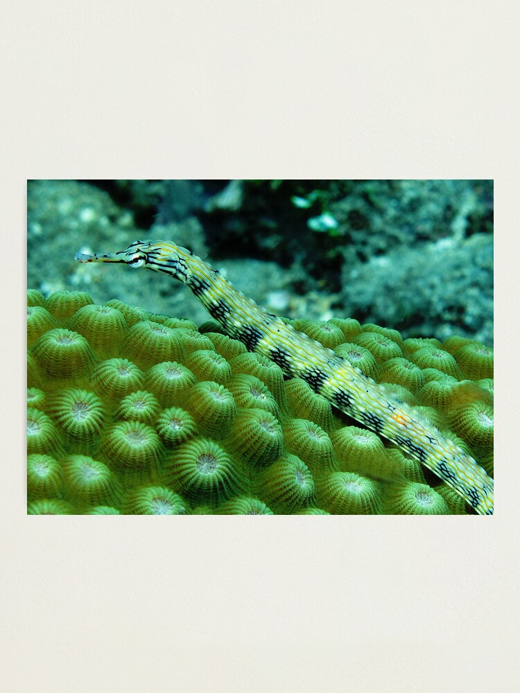 Alternate view of Pipefish on Favid Photographic Print