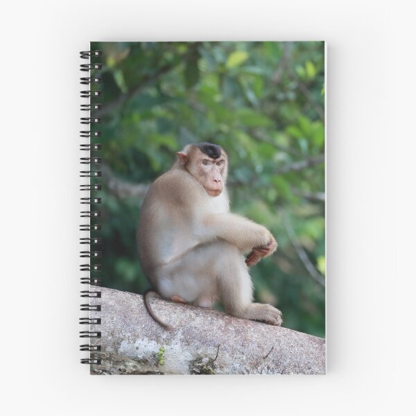 Item preview, Male Pig-Tailed Macaque designed and sold by mlorenz.