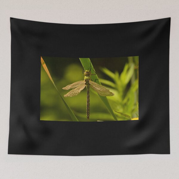 Item preview, Just emerged dragonfly designed and sold by photosforall.