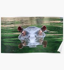 Hippo reflections Poster