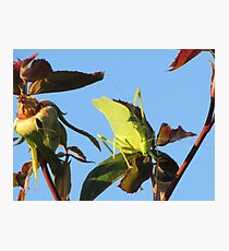 Katydid Photographic Print