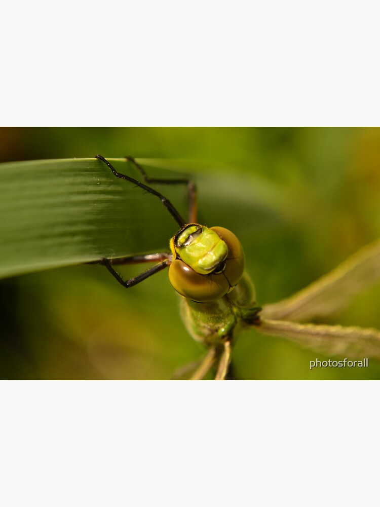"Macro shot How many eyes do dragonflies have?" Sticker by photosforall Redbubble