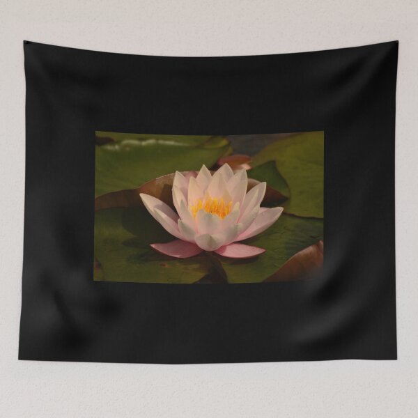 Item preview, Pink water lily - Hatchet pond designed and sold by photosforall.