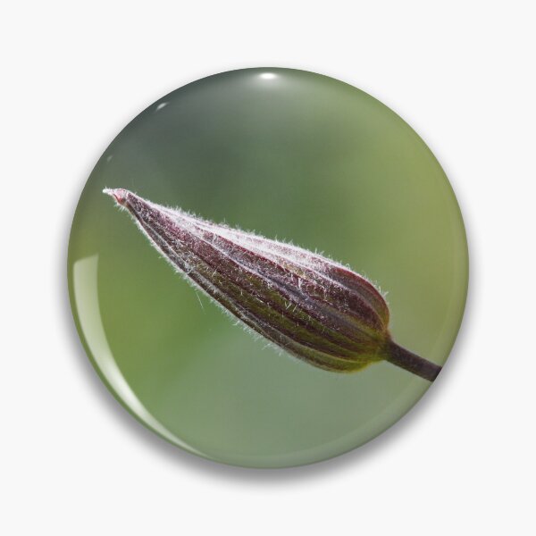 Item preview, clematis bud waiting to flower designed and sold by markspics.
