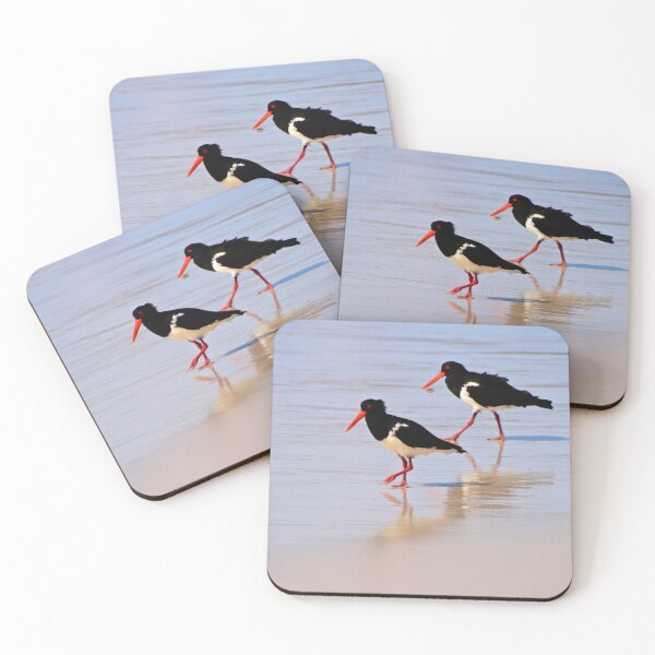 Item preview, Pied Oystercathers  designed and sold by D-GaP.