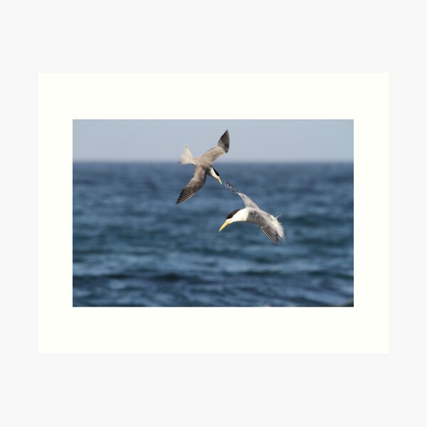 Sea Swallows Art Print