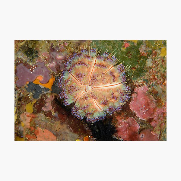 Fire Urchin - Asthenosoma ijimai Photographic Print