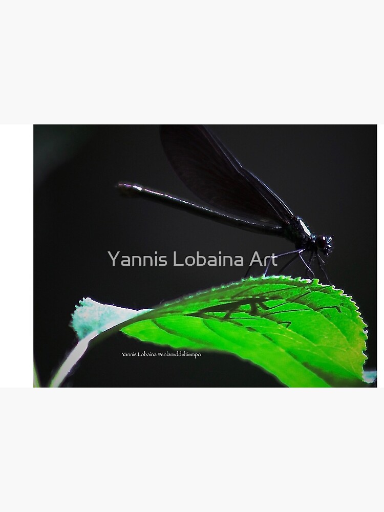 Dragonfly of the enchanted forest By Yannis Lobaina by lobaina1979